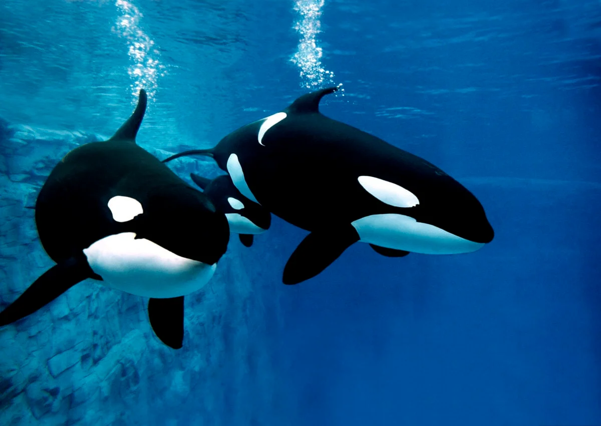 虎鲸，orcinus orca，雌性与幼崽